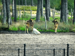 Antelopes at the Safaripark Beekse Bergen, viewed from the car during the Autosafari