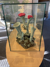 Madame`s Cup Lichen at the upper floor of the Museonder museum, with explanation