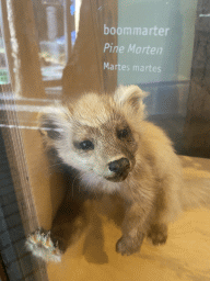 Pine Marten at the upper floor of the Museonder museum, with explanation