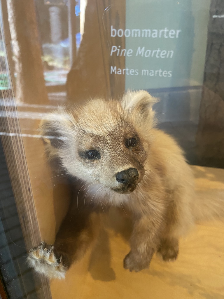 Pine Marten at the upper floor of the Museonder museum, with explanation