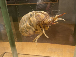 Scale model of a larva of an Antlion at the middle floor of the Museonder museum, with explanation