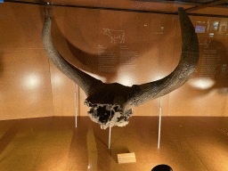 Aurochs skull at the middle floor of the Museonder museum, with explanation