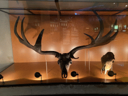 Irish Elk skull at the middle floor of the Museonder museum, with explanation