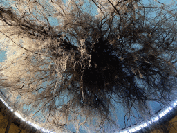 Roots of a tree at the middle floor of the Museonder museum, viewed from the lower floor