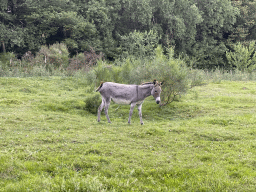 Donkey at the petting zoo near the Vayamundo Houffalize hotel