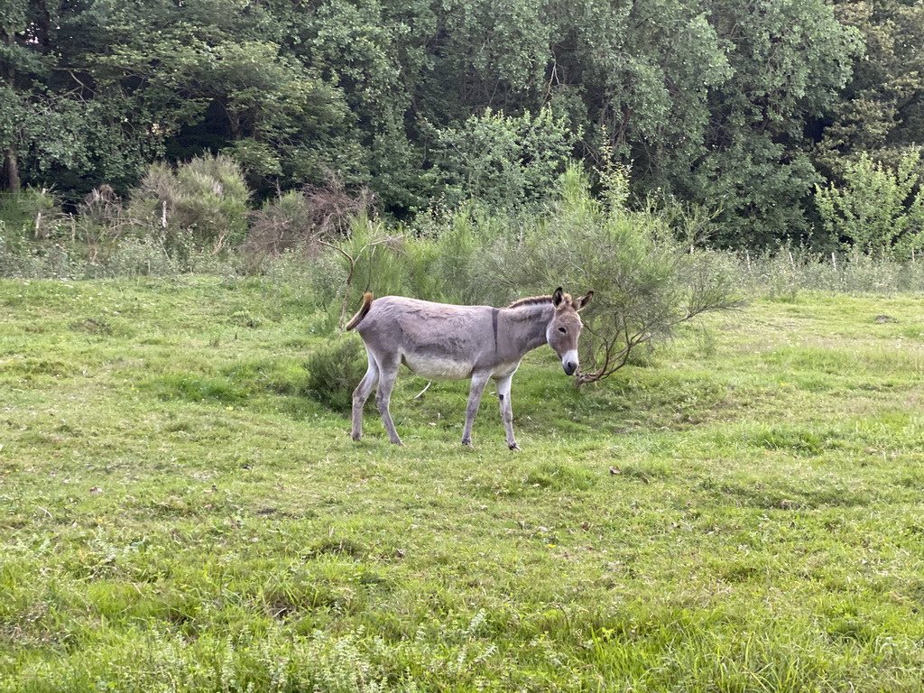 Donkey at the petting zoo near the Vayamundo Houffalize hotel