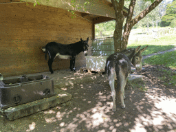 Donkey at the petting zoo near the Vayamundo Houffalize hotel