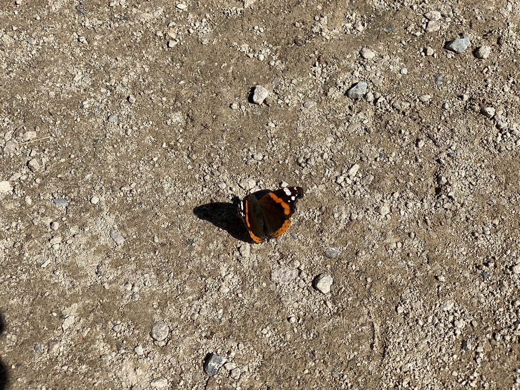 Butterfly at the back side of the Vayamundo Houffalize hotel