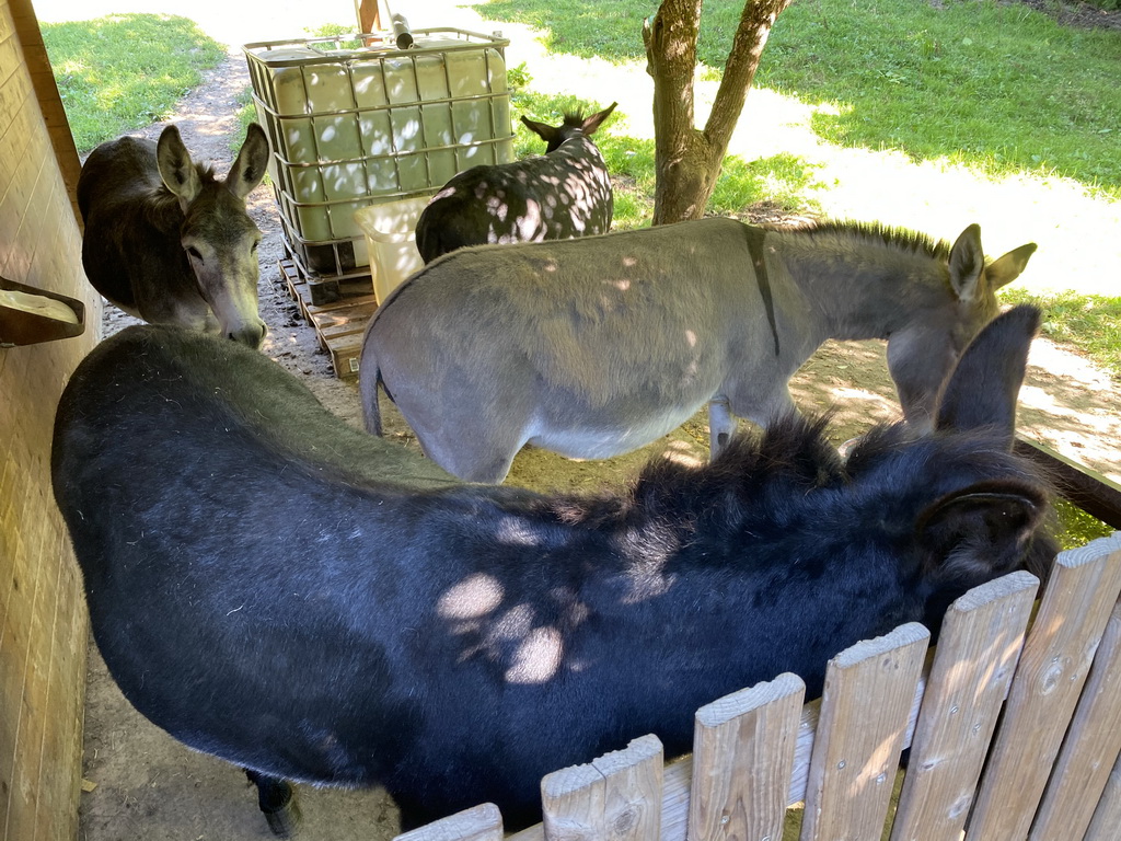 Donkeys at the petting zoo near the Vayamundo Houffalize hotel