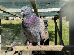 Pidgeon at the petting zoo near the Vayamundo Houffalize hotel