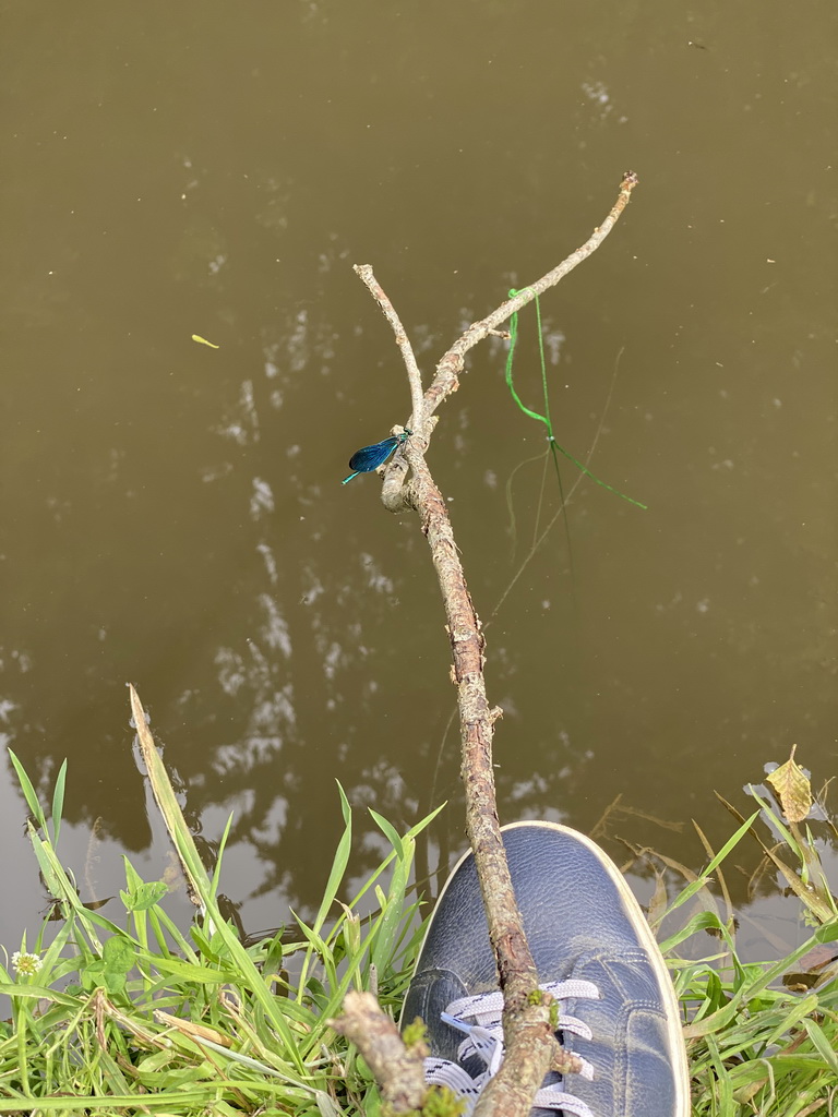 Dragonfly on our rope with dog food for catching crayfish in the Eastern Ourthe river at the back side of the Vayamundo Houffalize hotel