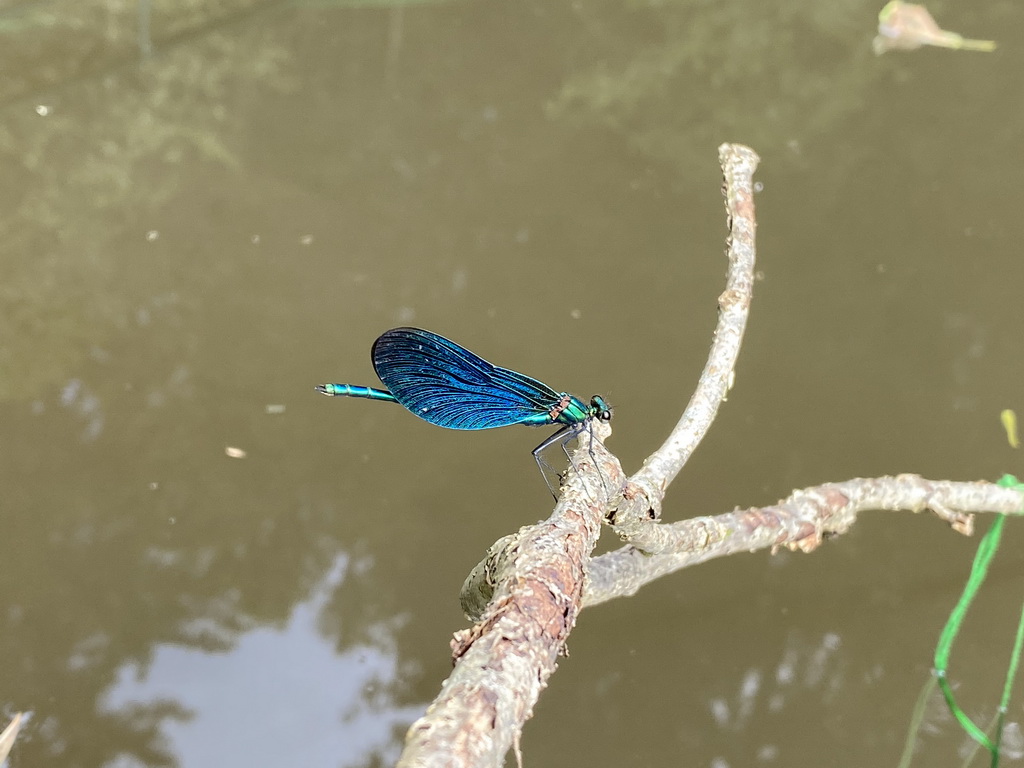 Dragonfly on our rope with dog food for catching crayfish in the Eastern Ourthe river at the back side of the Vayamundo Houffalize hotel