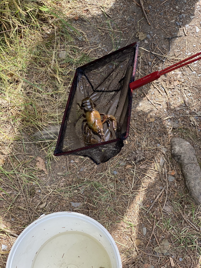 Our crayfish caught in the Eastern Ourthe river at the back side of the Vayamundo Houffalize hotel