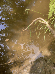 Rope with dog food for catching crayfish in the Eastern Ourthe river at the back side of the Vayamundo Houffalize hotel