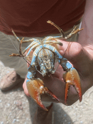 Guide with our crayfish at the back side of the Vayamundo Houffalize hotel