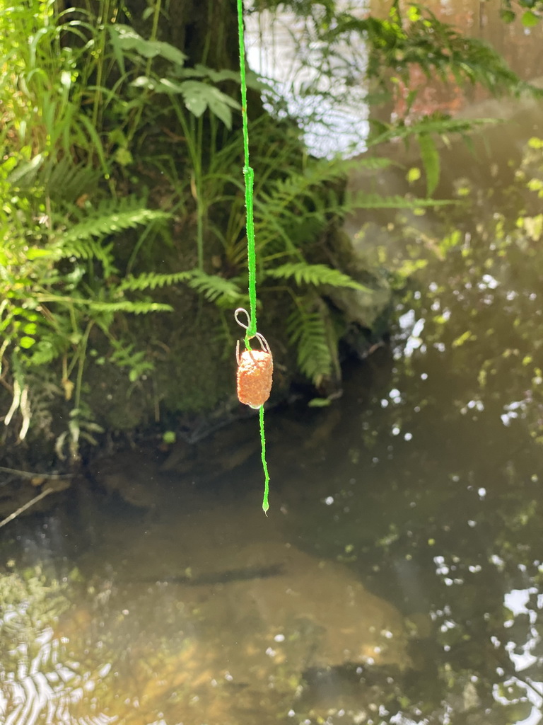 Rope with dog food for catching crayfish in the Eastern Ourthe river at the back side of the Vayamundo Houffalize hotel
