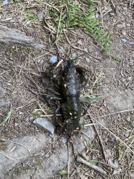Our crayfish caught in the Eastern Ourthe river at the back side of the Vayamundo Houffalize hotel