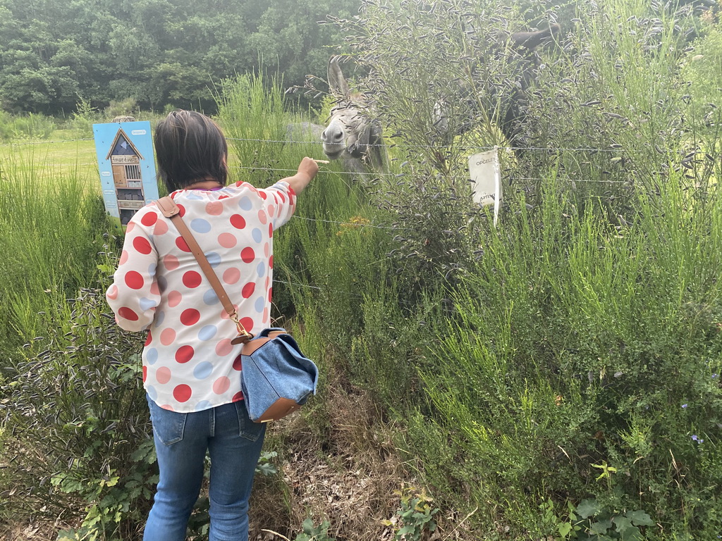 Miaomiao feeding the donkeys at the petting zoo near the Vayamundo Houffalize hotel