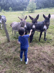 Max feeding the donkeys at the petting zoo near the Vayamundo Houffalize hotel