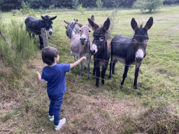 Max feeding the donkeys at the petting zoo near the Vayamundo Houffalize hotel