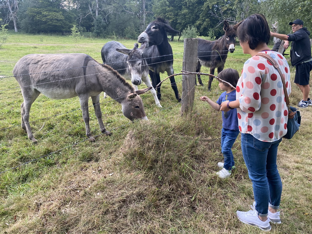 Miaomiao and Max feeding the donkeys at the petting zoo near the Vayamundo Houffalize hotel