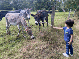 Max feeding the donkeys at the petting zoo near the Vayamundo Houffalize hotel