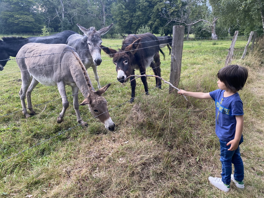 Max feeding the donkeys at the petting zoo near the Vayamundo Houffalize hotel