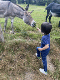 Max feeding the donkeys at the petting zoo near the Vayamundo Houffalize hotel