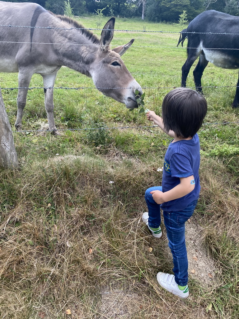 Max feeding the donkeys at the petting zoo near the Vayamundo Houffalize hotel