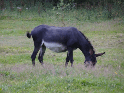 Donkey at the petting zoo near the Vayamundo Houffalize hotel