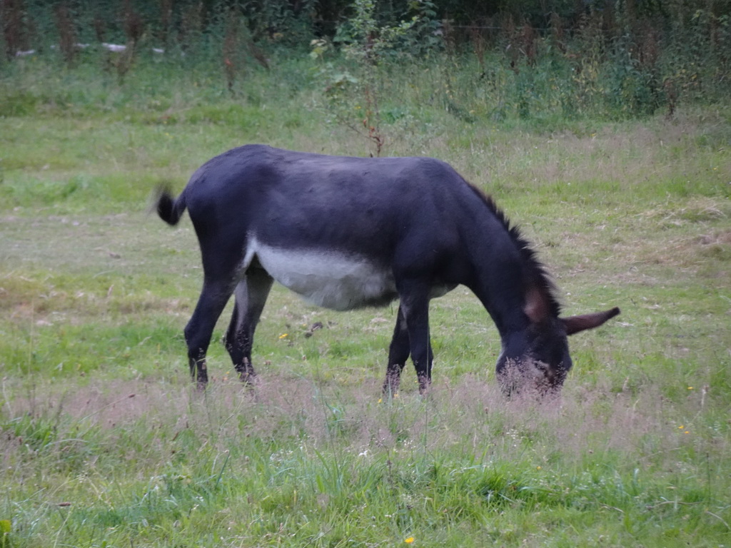 Donkey at the petting zoo near the Vayamundo Houffalize hotel