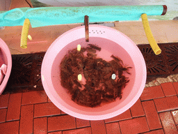 Bucket with small crustaceans at the fish market in the Kumkapi neighborhood