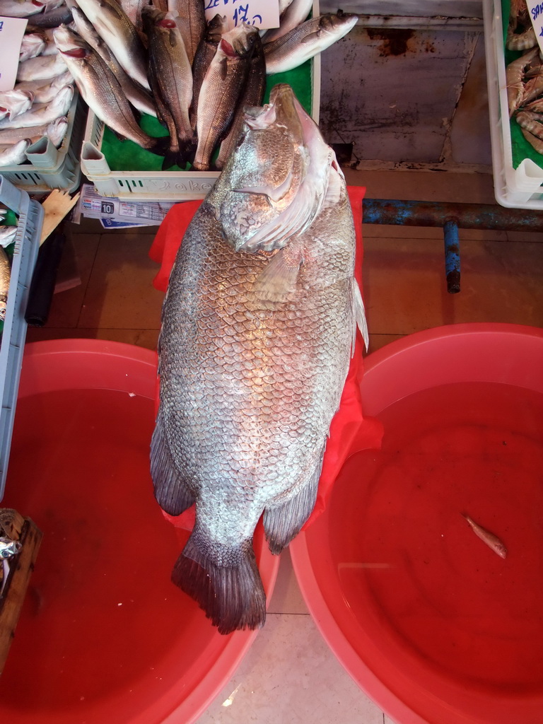 Fish at the fish market in the Kumkapi neighborhood