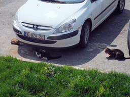 Cats and a car on the seaside of the Kumkapi neighborhood