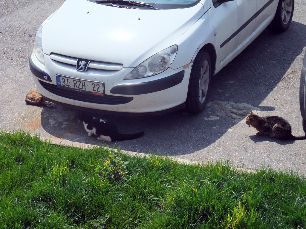 Cats and a car on the seaside of the Kumkapi neighborhood