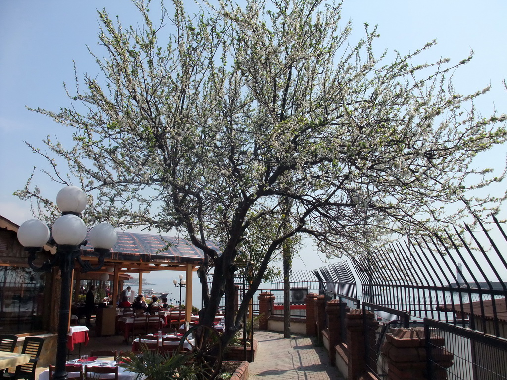 Tree and restaurant on the seaside of the Kumkapi neighborhood