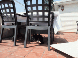 Cat under a chair at Beyaz Restaurant, on the seaside of the Kumkapi neighborhood