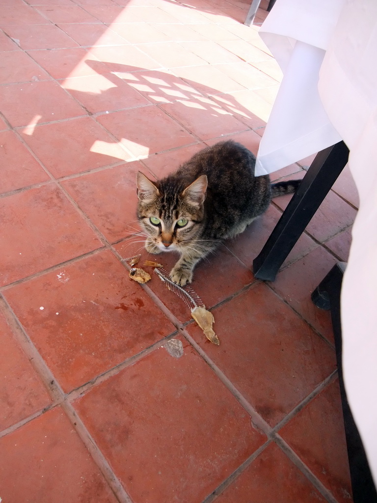 Cat eating a fish at Beyaz Restaurant