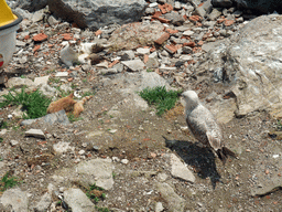 Cats and a bird on the seaside of the Kumkapi neighborhood