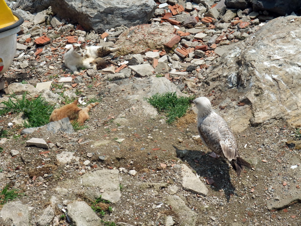 Cats and a bird on the seaside of the Kumkapi neighborhood
