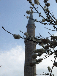 Tree with flowers, and a minaret of the Hagia Sophia