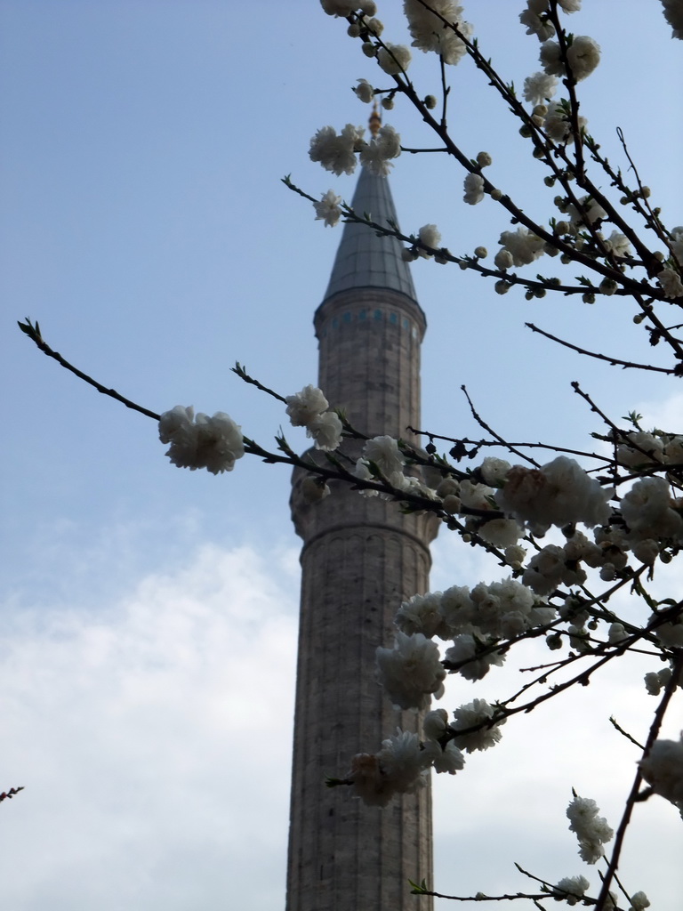 Tree with flowers, and a minaret of the Hagia Sophia