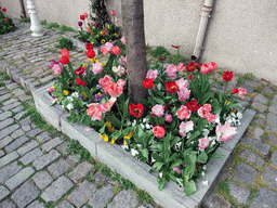 Flowers in Sogukcesme Sokagi street