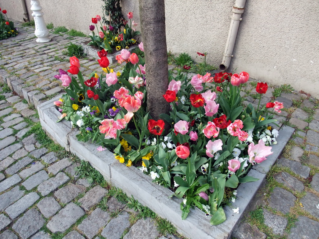 Flowers in Sogukcesme Sokagi street