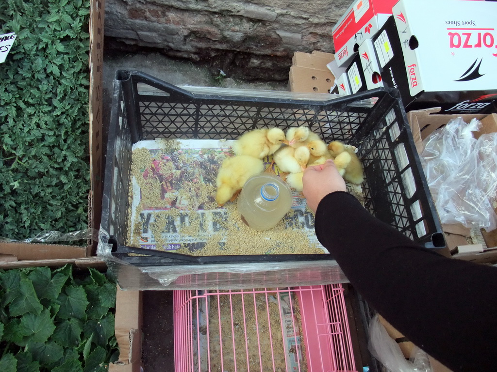 Ducklings for sale just outside of the Spice Bazaar (Egyptian Bazaar, Misir Carsisi)