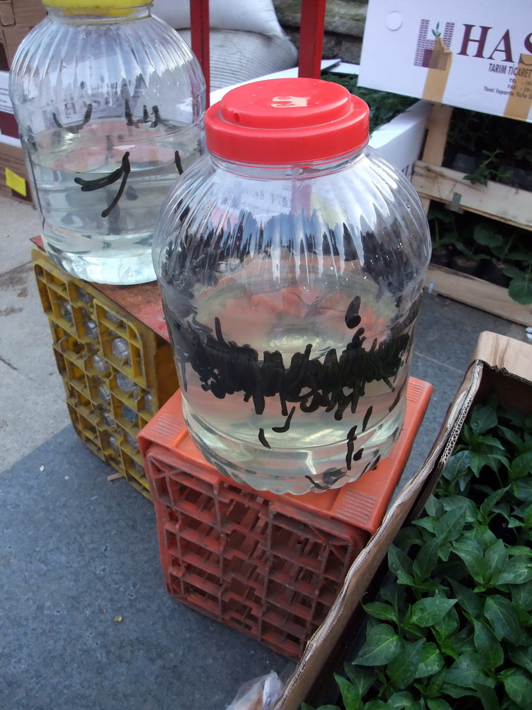 Leeches for sale just outside of the Spice Bazaar