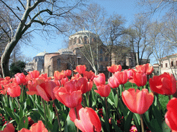 Tulips and the Church of Hagia Eirene in the First Courtyard of Topkapi Palace