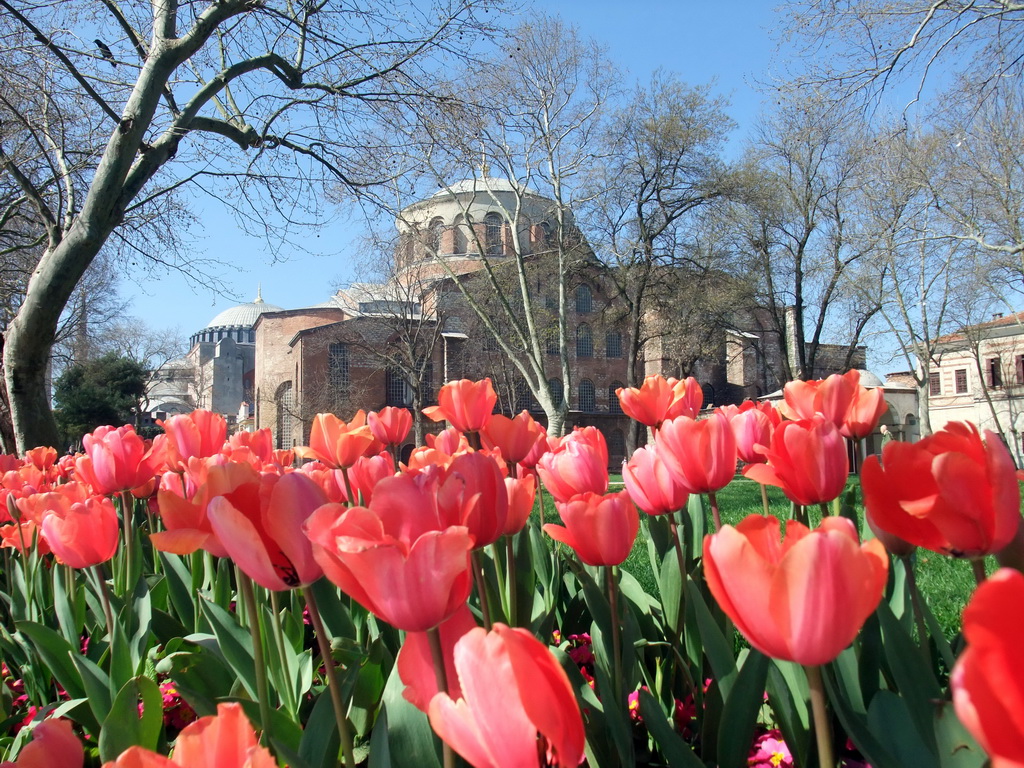 Tulips and the Church of Hagia Eirene in the First Courtyard of Topkapi Palace