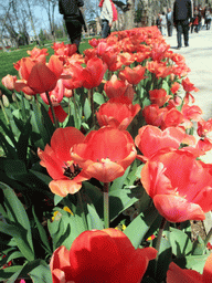 Tulips in the First Courtyard of Topkapi Palace