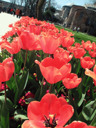 Tulips and the Church of Hagia Eirene in the First Courtyard of Topkapi Palace